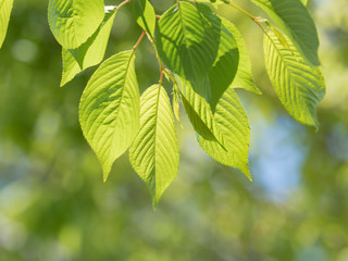 Fototapeta na wymiar 新緑のサクラの葉 