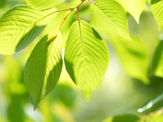 Fototapeta na wymiar 新緑のサクラの葉 