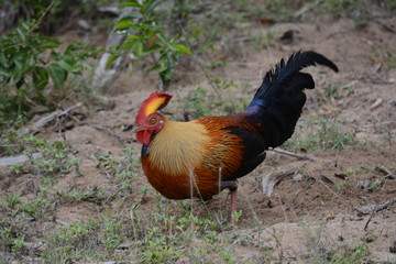 rooster in the wild
