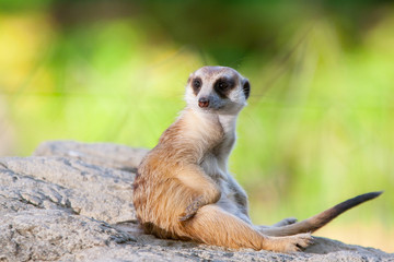 meerkat on guard