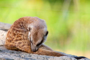 meerkat on the rock