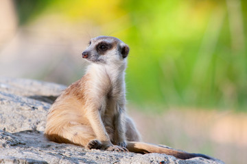 Fototapeta premium meerkat on guard