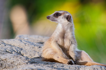 Fototapeta premium meerkat on guard