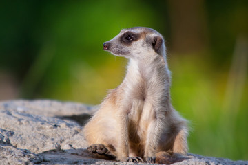 meerkat on guard