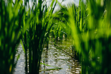 Close up of young green paddy rice field