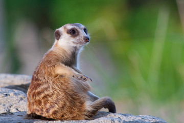 meerkat on guard