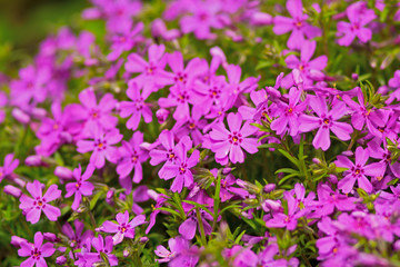 Fototapeta premium pink flowers in the flowerbed close-up