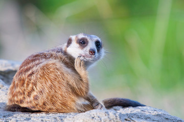Obraz premium meerkat on guard