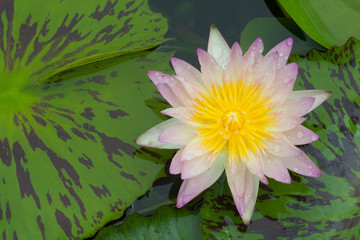 pink water lily