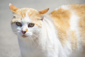 A wild cat walking to the beach