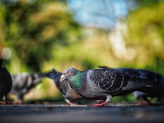 Pigeons Feeding 