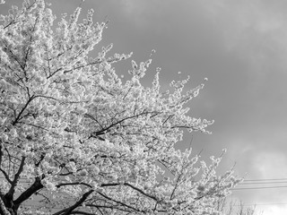 cherry blossom in black and white