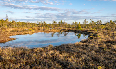 Colorful evening and sunset over the bog lake, crystal clear lake and bog in the evening, reflections on the water. Pine in the background.