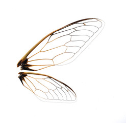 Insect cicada wing  isolated on white background