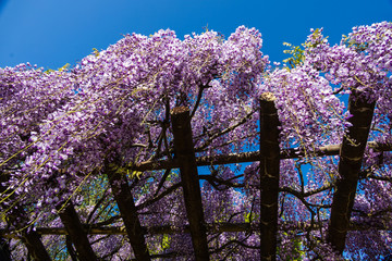 Wisteria flowers have begun to bloom beautifully!