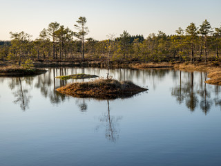 Nice landscape with evening and sunset over the bog lake, crystal clear lake and peat island in the...