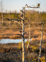 Sunset in the bog, bog pines resembling natural bonsai trees, typical bog landscape