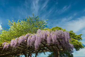 Wisteria flowers have begun to bloom beautifully!
