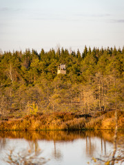 Twilight sunset in the swamp, bog overgrown with trees and reeds, wooden hunter lookout tower in the background, swamp vegetation in the foreground