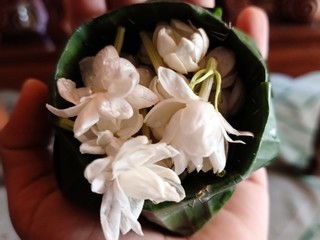 flower in a pot