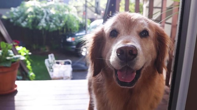 Slow motion Golden retriever dog wagging his tail outside with a smile on his face as a teenage girl surprises him from behind. 