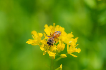 菜の花で蜜を集めるミツバチ