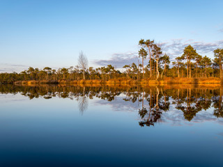 Colorful evening and sunset over the bog lake, crystal clear lake and bog in the evening, reflections on the water. Pine in the background.