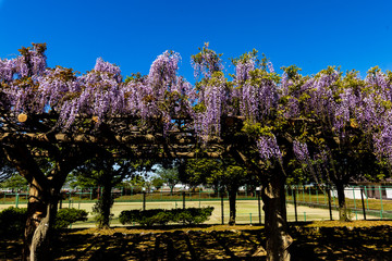 Wisteria flowers have begun to bloom beautifully!