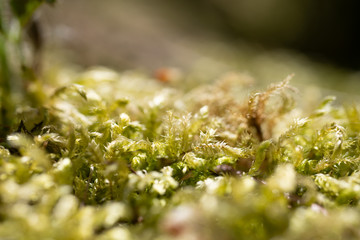 Details of moss in the forest
