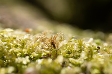 Details of moss in the forest