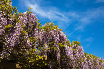Wisteria flowers have begun to bloom beautifully!