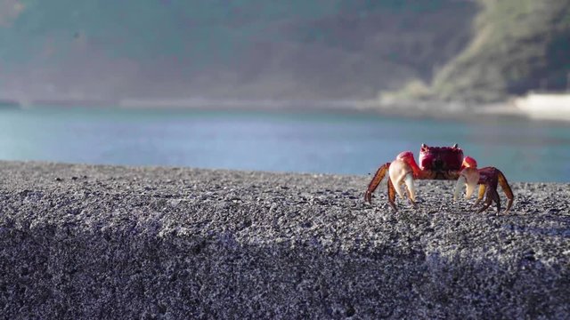 島　浜　ビーチ　自然　海　海岸　港
船　浜辺　動物　サマータイム　空　風景　虫　甲殻類　バーベキュー　山　森　花　集落　沖縄　奄美大島　奄美群島　カニ　鹿児島県　日本　砂浜　砂　波　石　岩　トロピカル　アイランド　楽しい　旅行　旅　バカンス