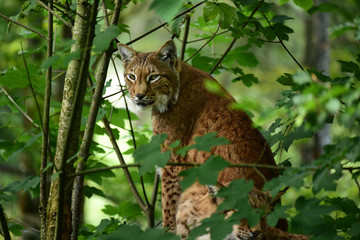 Eurasian lynx (Lynx lynx) sitting. Woods in background.