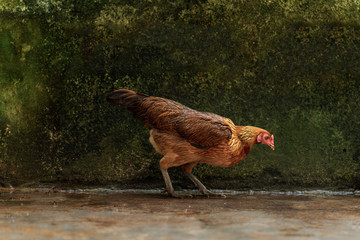 free range chicken on the farm