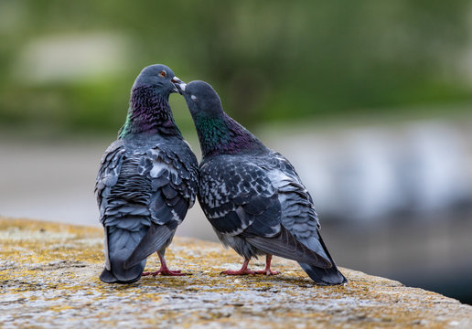 Verliebte Tauben. Im Liebesspiel. Liebe ist sch&ouml;n