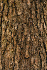 Pine bark wood tree texture