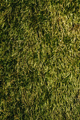 Texture of green moss lichen on tree