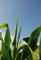 The top part of corn plants growing in the Italian region of Friuli – a big producer of corn, but mainly for polenta rather than sweetcorn
