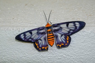 Dysphania numana, commonly known at the Four O’clock Moth © Regis