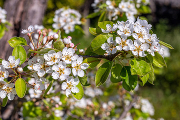 The fruit flowers