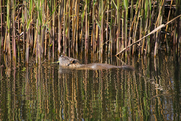 A nutria is swimming in nature reserve 