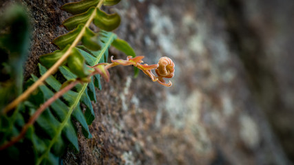 fern on a rock and blurred background