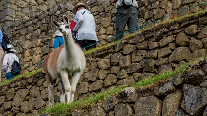 Funny curious looking alpaca llama in machu picchu