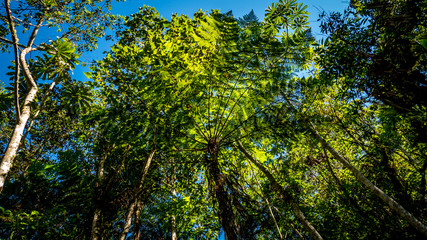 Huge fern in the rainforest covers the sun