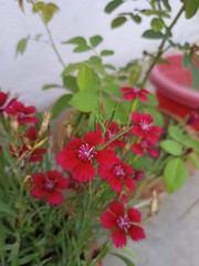 red berries in the garden