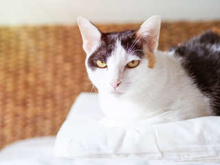 Potrait cute black, white and yellow cat is squating and relaxing on white mattress of sofa.  Kitty pet is uncertain some trims. Sunshine morning and Japan warm light tone. 