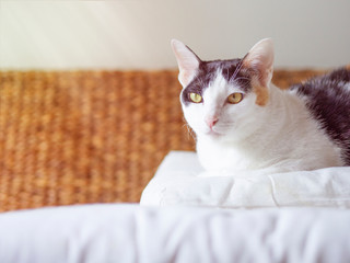 Potrait cute black, white and yellow cat is squating and relaxing on white mattress of sofa.  Kitty pet is uncertain some trims. Sunshine morning and Japan warm light tone.  Pet is sunbathe in bedroom