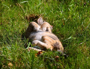 Basking in the sun, a gray-red cat lies in the green grass with its belly up
