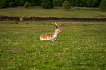 deer in the grass