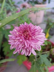 pink dahlia flower